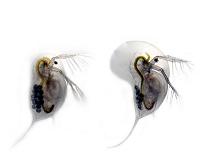 Transforming water fleas prepare for battle