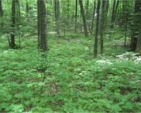 Nutrient-rich forests absorb more carbon