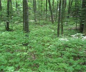 Study shows earthworms to blame for decline of ovenbirds in northern Midwest forests