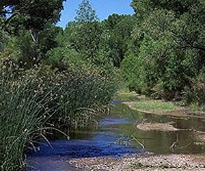 Baylor Study Finds Widespread Stream Biodiversity Declines at Low Levels of Urban Development