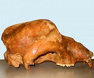 True Causes For Extinction Of Cave Bear Revealed