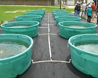 Algae from wastewater solves 2 problems