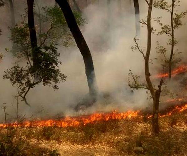 Syria fires ravage livelihoods ahead of harvest