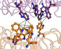 Researchers find protein capable of editing other proteins