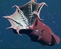 Vampire squid discovery shows how little we know of the deep sea