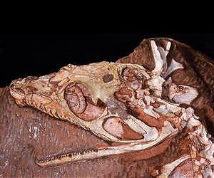 Ancient meat-loving predators survived for 35 million years