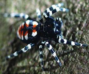 Velvet spiders emerge from underground in new cybertaxonomic monograph