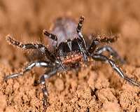 World's oldest known spider dies in Australia -- of wasp sting