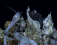 Biodiversity loss from deep-sea mining will be unavoidable