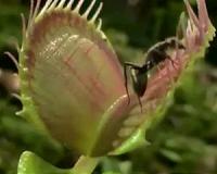 Hunting secrets of the Venus flytrap