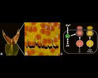 How Venus flytrap triggers digestion