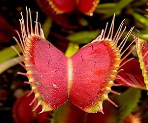Probing the mystery of the Venus fly trap's botanical bite