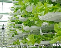 As arable land disappears, here come the vertical farmers