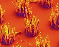 Researchers Grow Carbon Nanofibers Using Ambient Air, Without Toxic Ammonia
