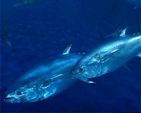 Stanford researchers discover biological hydraulic system in tuna fins