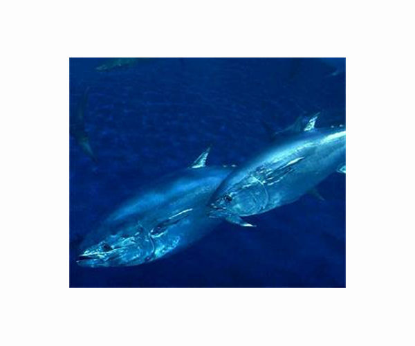 Canada not protecting certain at-risk fish: audit