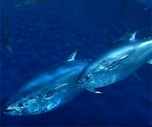 Environmental groups slam report on bluefin tuna quotas
