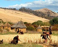 DNA shows farmers replaced hunter-gatherer