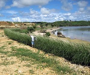 Bioengineering With Vetiver Grass