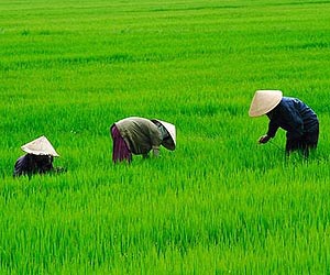 Early agricultural piracy informs the domestication of rice