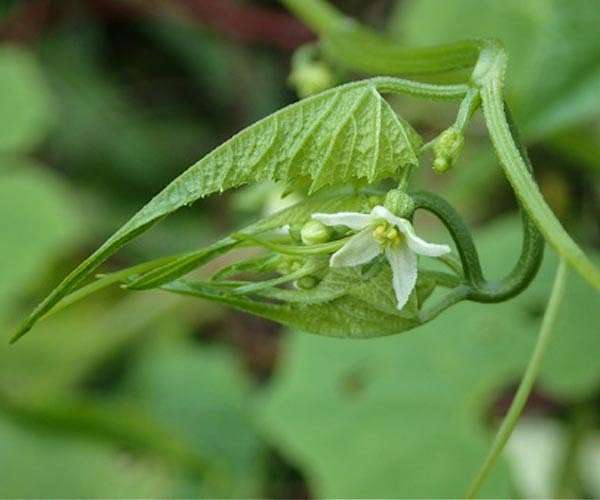 Unique vine 'greenhouses' found by 91-year-old nature volunteer