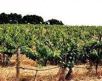 China sales help Bordeaux wines turn around two-year slump