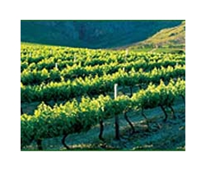 New vineyard to soothe Sark's grapes of wrath