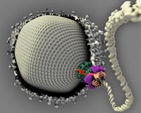 The Viruses Within