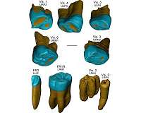 Neanderthal-like features in 450,000-year-old fossil teeth from the Italian Peninsula