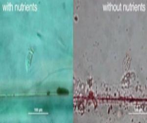 How tiny organisms make a big impact on clean water