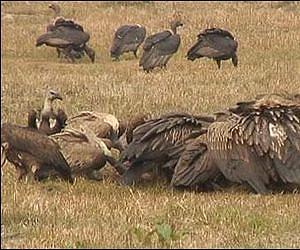 The healthy diners saving Nepal's vultures