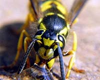 Wasps And Bumble Bees Fly Faster With Protein-Rich Food
