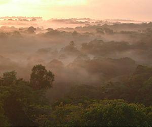 Warming climate unlikely to cause extinction of ancient Amazon trees