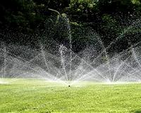 Study to help suburbanites have a pretty and bee-friendly lawn
