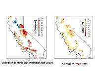 Warmer, drier climate altering forests throughout California