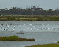 Rare crane a boost to Taiwan's troubled wetlands