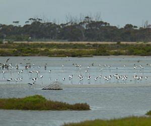 Drained wetlands give off same amount of greenhouse gases as industry