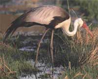 Rare crane in first Uganda sighting