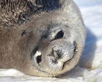 Researchers ask public to help them count Weddell seals