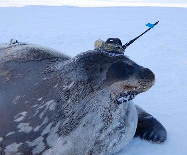 Antarctic oceanographers use seals to do research where ships fear to go