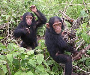 Chimpanzees successfully play the Ultimatum Game