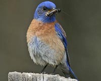 Sierra Nevada Birds Move In Response To Warmer, Wetter Climate