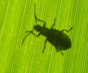 Biofuel Crop Miscanthus Can Host Western Corn Rootworm
