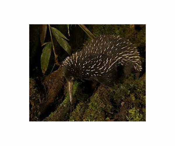 Elusive Attenborough echidna rediscovered in Indonesia