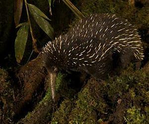 Long-beaked echidna may not be a thing of the past