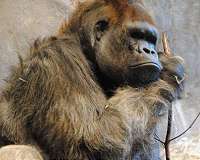 Western lowland gorillas enjoy peaceful, dynamic familial relations