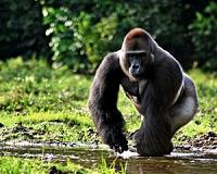Great apes facing 'direct threat' from palm oil farming