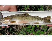 Are Montana's invasive fish in for a shock?