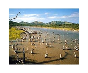 Planted And Unplanted Man Made Wetlands Function As Effective Carbon Sinks