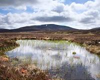 Carbon emissions from peatlands may be less than expected